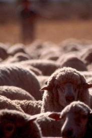commodities-sheep-meat.html_PHOTO